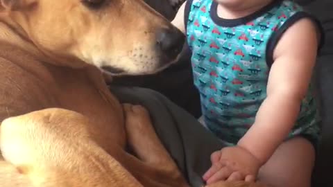 Baby can't stop laughing at dog's presence