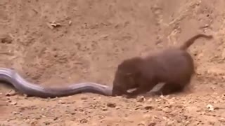 A fight with a snake