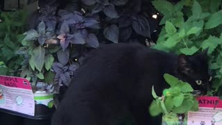 Kitty Goes Straight to the Source for Catnip Fix