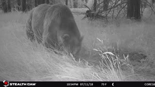 Bear caught trail cam in Lassen National Forest.