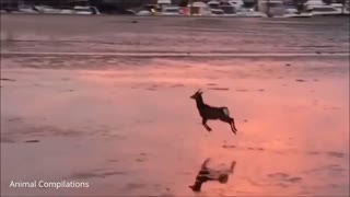 Deer running at pink sunset