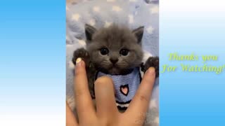Funny Animal and Cute Pets Compilation