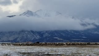 Elk Herd Migrates Beneath Majestic Mountain