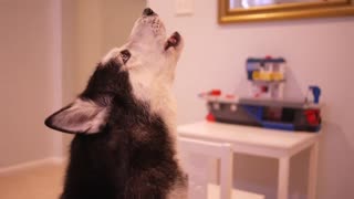 The dog sings beautifully