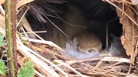 Chirza warbler builds a nest among nettles