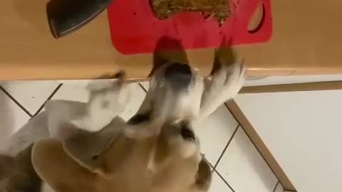 Desperate dog trying to steal meat!