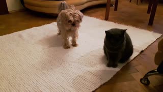 Dog puppy wants to play with cat