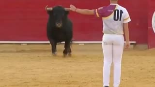 Bull's fight | Cute Wild Animals