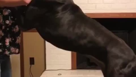 11 year old dancing with Great Dane
