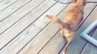 Brown dog takes large stick inside house