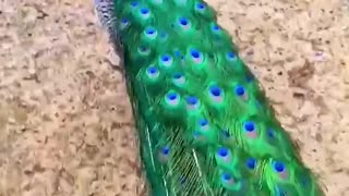 peacock dance part 3