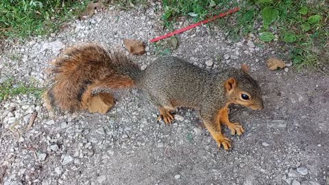 My Wife the Squirrel-Whisperer: Attempt #2 (Nilwood, IL USA)
