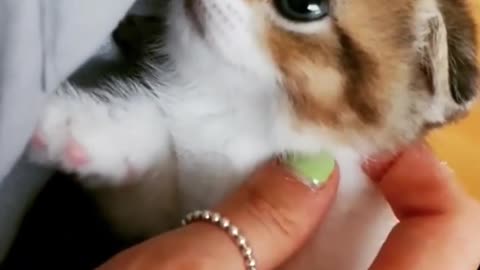 Handful of Cutest Munchkin Kitties