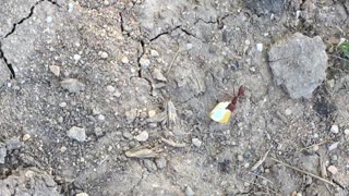 Ant steals my corn