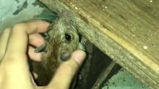 Stray Rodent Gets Scratches