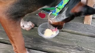 Homemade Pup Cup