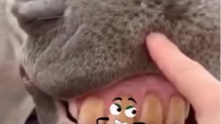 Funny Animals Epic video