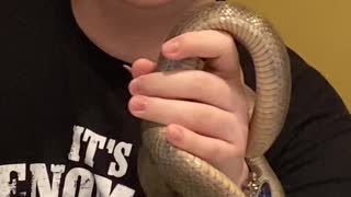 Prairie king Snake Educational Video for Younger Kids.