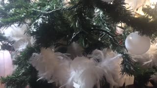 What Cats Think of Their Christmas Tree