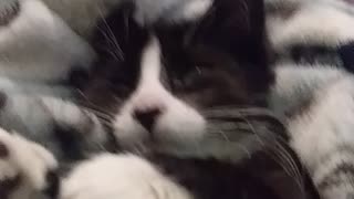 Cute kitten plays with me