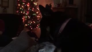 Dog and Raccoon giving each other kisses