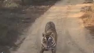 Tiger encounter at Ranthambore National Park in India