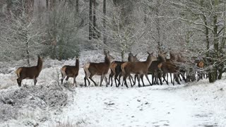 A group of deer running in winter