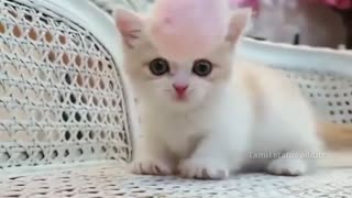 little funny cat