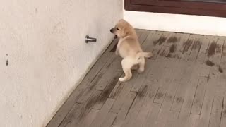 Watch this puppy show the doorstop who's boss