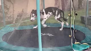 Great Dane Puppy acting crazy on trampoline