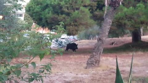Wild boar captured on camera in Marbella urbanization
