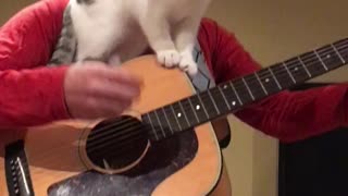 The Best Kitten Song Ever