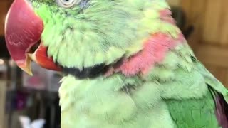 Parrot loves to make beeping sounds all day long