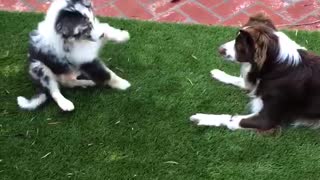 Excited Puppy Loses his Balance
