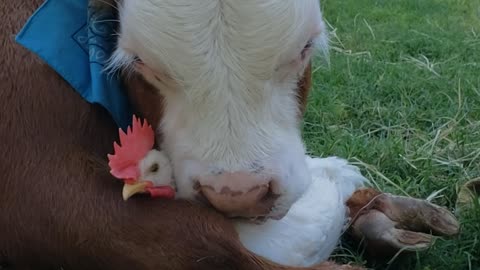 Unlikely Friends Embrace at Animal Sanctuary