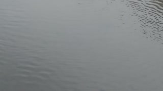 ducks on the river 2