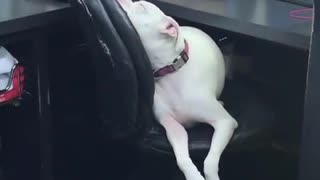 Exhausted Doggy Falls Asleep On Office Chair
