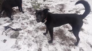 Roxanne and Bowie's first snow and Cloudcroft, New Mexico