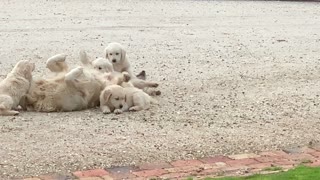 Puppies Pester Dad to Play