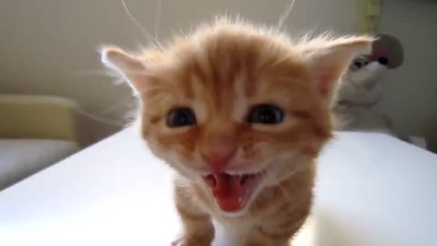 Adorable Baby Beautiful Kitty Meowing