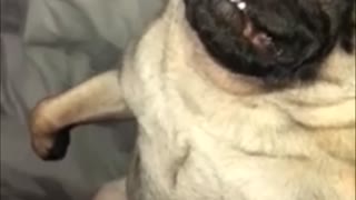 Tired pug sleeps in totally hysterical position