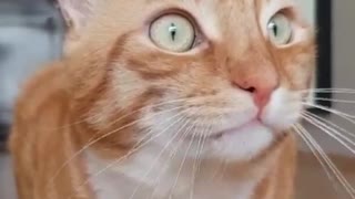 Cute cat is trying to talk or laugh