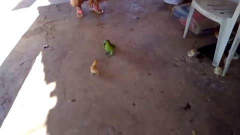 the chick fought with a parrot