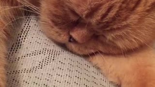 Snoring Cute Sleeping Cat