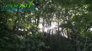 Relaxing Nature Sounds, Forest Sunset, Forest Sounds, Relaxing, Soothing and Healing Sounds