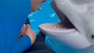 Play time with dolphins