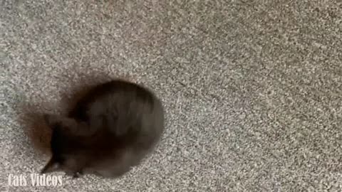 A Cat Trying To Catch His Tail