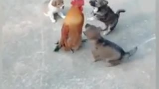 WATCH A DOG FIGHT AGAINST A CHICKEN