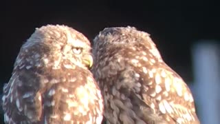 Cute little owls adorably cuddle with each other