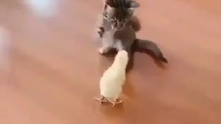 Little cat vs little chicken